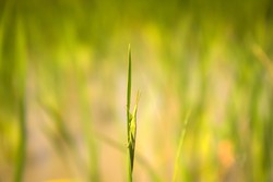 Menyamar di Kehijauan