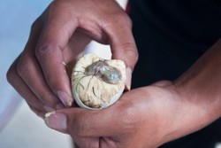 Begini Cara Menyantap Balut, Embrio Bebek Khas Filipina