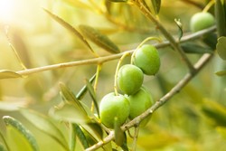 Kekeringan dan Penyakit Picu Kenaikan Harga Minyak Olive hingga 20%