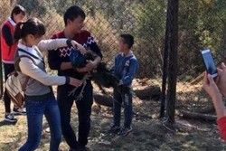 Turis China Berulah Lagi, Merak Ditangkap & Diajak Selfie Sampai Mati Turis China Berulah Lagi, Merak Ditangkap & Diajak Selfie Sampai Mati