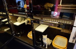 Kamar Hotel Mewah untuk Kucing, Berhias Swarovski!