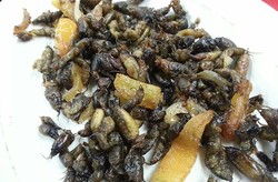 Di Filipina Ada Sajian Serangga Anjing Tanah yang Dimasak Gaya Adobo