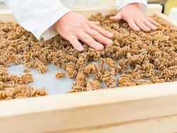 Pasta dari Prancis Ini Dibuat Menggunakan Bahan Jangkrik