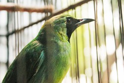 Andai Aku Bisa Terbang Bebas (Lagi)