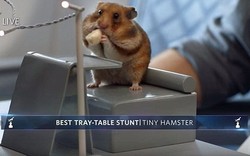 Delta Buat Video Keselamatan dari Meme Oscar