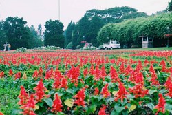 Serasa di Eropa, Padahal di Taman Bunga Nusantara