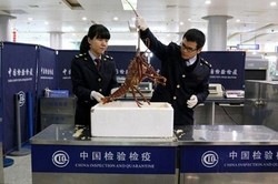 Traveler China Kedapatan Bawa Lobster Hidup ke Bagasi Pesawat