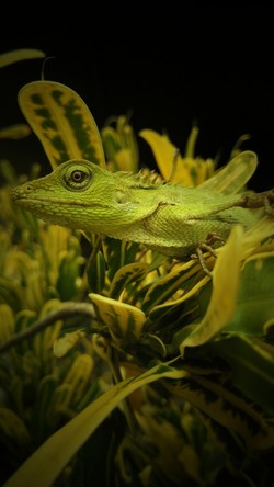 The Green Chameleon