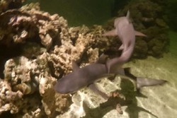 Sensasi Berinteraksi Dengan Hiu di Ocean World Science Center