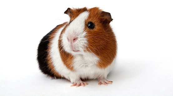 Ilustrasi: Thinkstock Ilustrasi: Thinkstock