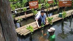 Ketika Turis Korea Tanam Mangrove di Pantai Indah Kapuk