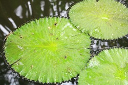 Kokoh Tak Tergoyahkan