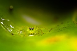 Almost Perfect Camouflage