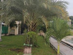 Ketika Pohon Kurma Berbuah di Kota Sabang