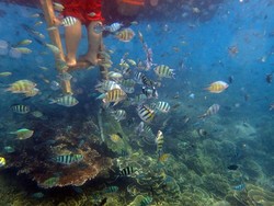 Berenang Bareng Ikan-ikan Lucu di Belitung