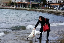 Lagi, Seekor Angsa di Makedonia Mati Karena Diajak Selfie Turis