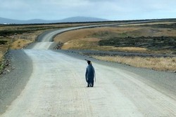 Kasihan, Penguin Ini Cari Tumpangan Karena Tak Tahu Jalan Pulang