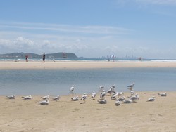 Bukan Cuma Manusia yang Bersantai di Pantai Australia