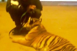 Bikin Kaget, Anak Harimau Masuk ke Mal di Rusia