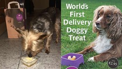 Resto Ini Sediakan Layan Antar Rice Pudding Saus Mangga Khusus Anjing