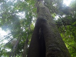 Pohon di Australia yang Mirip Alat kelamin Pria