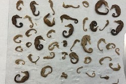 Traveler Selundupkan 50 Kuda Laut Usai Liburan di Vietnam