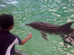 Long Weekend Paskah, Belajar Cinta Lumba-lumba di Ocean Dream Samudra