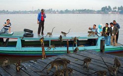 Pulau di Banjarmasin Ini Penuh dengan Monyet!