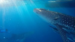 Bertemu Hiu Paus di Derawan