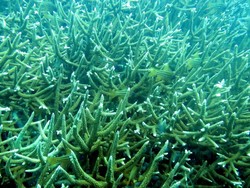 Menilik Kehidupan Bawah Laut Kepulauan Seribu