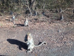 Wisata ke Padang Savana Ala Afrika di Situbondo