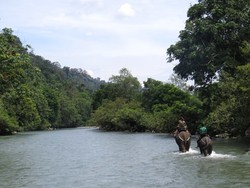 Mau ke Taman Nasional Gunung Leuser Seperti Leonardo Dicaprio? Ini Tipsnya