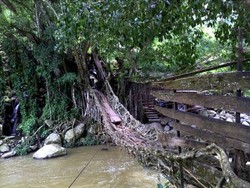 Jembatan Akar yang Unik di Sumatera Barat, Umurnya 100 Tahun!