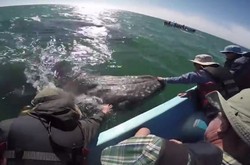 Traveler Rekam Momen Langka Menyentuh Paus di Laguna Meksiko