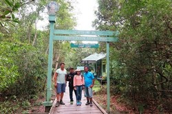 Bertamu ke Rumah Orangutan di Kalimantan Barat