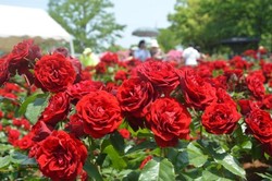 Bulan Ini, Surga Bunga & Pohon Cheri di Jepang