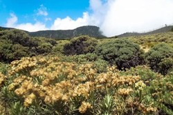 Pesona Papandayan yang Tak Terbantahkan