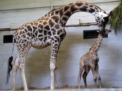 Bayi Jerapah Lahir Lagi di Taman Safari Indonesia