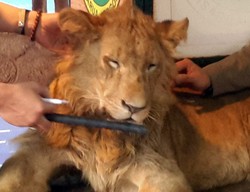 Dituding Membius Singa, Taman Safari Indonesia Membantah