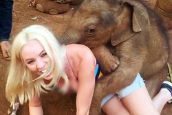 Gemas! Bayi Gajah di Thailand yang Suka Memeluk Traveler