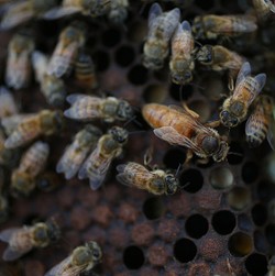 Klub St Pauli di Jerman: Si Bajak Laut Penghasil Madu