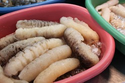 Teripang yang Kaya Protein dan Kolagen Bisa Diolah Jadi Kosmetik dan Suplemen