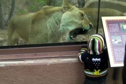 Singa Coba Menerkam Balita di Kebun Binatang AS