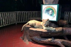 Habiskan Akhir Pekan Dengan Safari Malam di Cisarua, Bogor