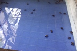 Melihat Bayi Penyu di Gili Nanggu, Lombok