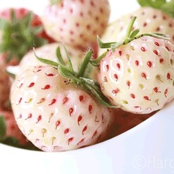 Setelah Populer di Jepang, Kini White Strawberry Sangat Digemari di China