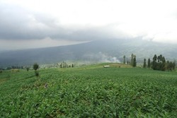 Menikmati Syahdunya Kabut dari Dataran Tinggi Posong, Temanggung