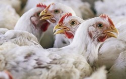 Pemakaian Antibiotik pada Hewan Ternak Bisa Picu Resistensi Obat Bagi Manusia