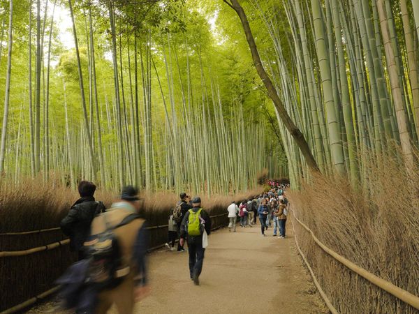 Hutan Bambu Favorit Turis di Jepang