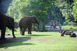Taman Safari Prigen Akan Gelar Lomba Lari Unik Dekat Satwa Liar